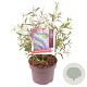 Buddleja d. 'Nanho Blue' 40-50 cm 5,0L