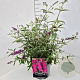 Buddleja d. 'Royal Red' 60-80 cm 10L
