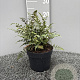 Athyrium niponicum pictum GM 2,0L
