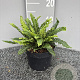 Blechnum spicant GM 2,0L