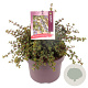 Ceanothus 'Emily Brown' 25-30 cm 5,0L