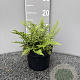 Dryopteris affinis GM 2,0L
