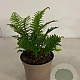 Dryopteris af. 'Crispa' GM 2,0L