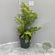 Dryopteris cycadina GM 2,0L