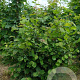 Corylus avellana 200-250 cm draadkluit struik