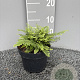 Polystichum set. 'Plumosum' GM 2,0L
