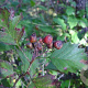 Crataegus flabellata 100-125 cm 5,0L