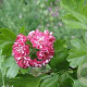 Crataegus media 'Rubra Plena' 350-400 cm draadkluit meerstammig