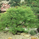 Acer palmatum 'Viridus' 200-250 cm container solitair