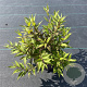Deutzia gracilis 'Nikko' 20-25 cm P13