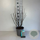 Amelanchier spicata 50-60 cm 6,5L