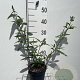 Buddleja d. 'Empire Blue' GM 2,0L