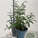 Buddleja d. 'Nanho White' GM 2,0L