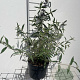 Buddleja davidii nanhoensis GM 2,0L