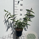 Buddleja d. 'Pink Delight' GM 2,0L