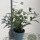 Buddleja d. 'Pink Delight' GM 2,0L
