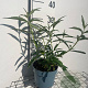 Buddleja d. 'White Profusion' GM 2,0L