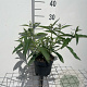 Buddleja d. 'White Profusion' GM 2,0L