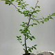 Carpinus betulus 80-100 cm 2,5L met stok