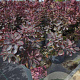 Cotinus cog. 'Royal Purple' 50-60 cm 10L