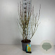 Forsythia int. Week-End 60-80 cm cont. 65L