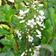 Escallonia 'Iveyi' 250-300 cm draadkluit struik