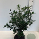 Ilex aquifolium 50-60 cm met kluit