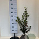 Ilex aq. 'Alaska' 40-50 cm met kluit