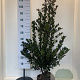Ilex meserv. Heckenblau 100-125 cm met kluit