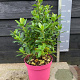 Escallonia laevis Pink Elle 30-40 cm 5,0L