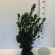 Ilex meserv. 'Heckenstar' 50-60 cm met kluit