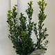 Ilex meserv. 'Heckenstar' 60-80 cm met kluit