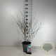 Kolkwitzia amabilis 60-80 cm cont. 65L
