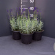 Lavandula ang. 'Hidcote' GM 2,0L