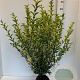 Ligustrum oval. 'Aureum' 80-100 cm met kluit