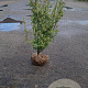 Ligustrum oval. 'Aureum' 80-100 cm met kluit