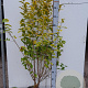Ligustrum oval. 'Aureum' 100-125 cm met kluit