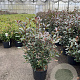 Photinia fraseri 'Carré Rouge' 80-100 cm 10L