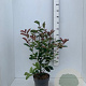 Photinia fraseri 'Red Robin' 60-80 cm 7,5L