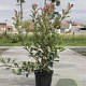 Photinia fraseri 'Red Robin' 100-120 cm 10L