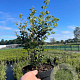 Quercus ilex 40-60 cm 5,0L