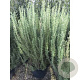 Rosmarinus off. "Compact' GM 1.5