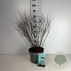 Spiraea arguta 60-80 cm 10L
