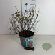 Spiraea jap. 'Anthony Waterer' 30-40 cm 3,5L