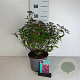 Spiraea jap. 'Country Red' 30-40 cm 3,5L