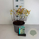 Spiraea jap. 'Golden Princess' 25-30 cm 3,5L