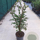 Euonymus alatus 60-80 cm 10L
