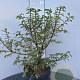 Euonymus alatus 60-80 cm 10L