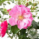 Rosa (M) Hotline GM C1.5 eigen wortel