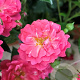 Rosa (PA) Spelarosa Lovely Fairy GM C1.5 eigen wortel